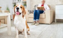 Perché avere un animale domestico è un privilegio